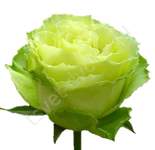 Зеленая Роза Фото Название