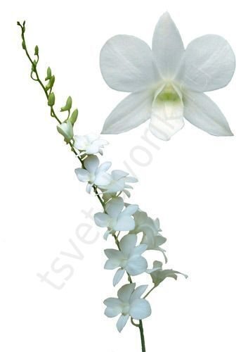 Почему не цветет орхидея, как заставить цвести орхидею, практические советы.