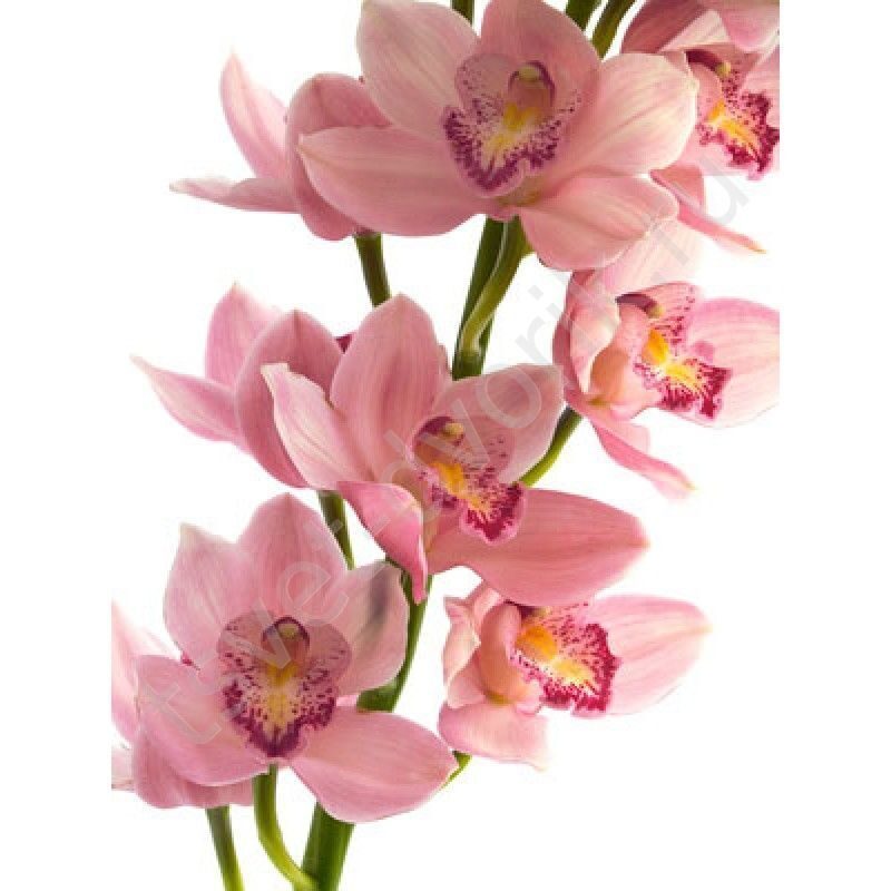 Купить Орхидеи В Магазине Недорого