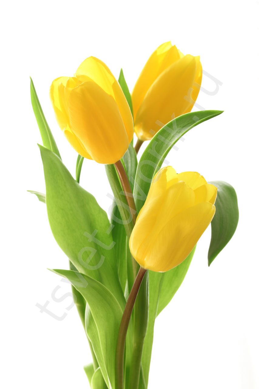 Что значат желтые листья тюльпана?